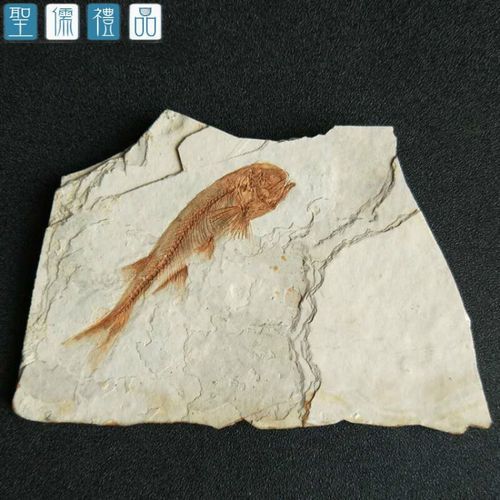 鷹手營子礦龍魚的特征是什么？，“鷹手營子礦龍魚”是什么魚？