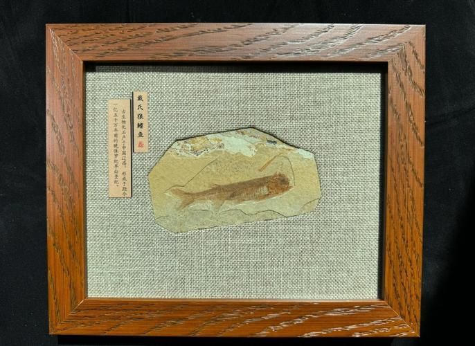 鷹手營子礦龍魚的特征是什么？，“鷹手營子礦龍魚”是什么魚？
