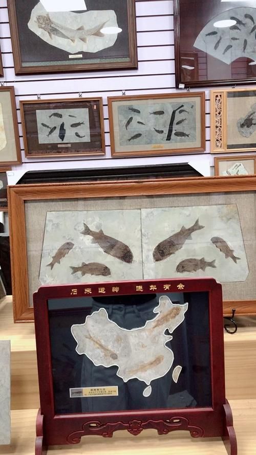 鷹手營子礦龍魚的特征是什么？，“鷹手營子礦龍魚”是什么魚？