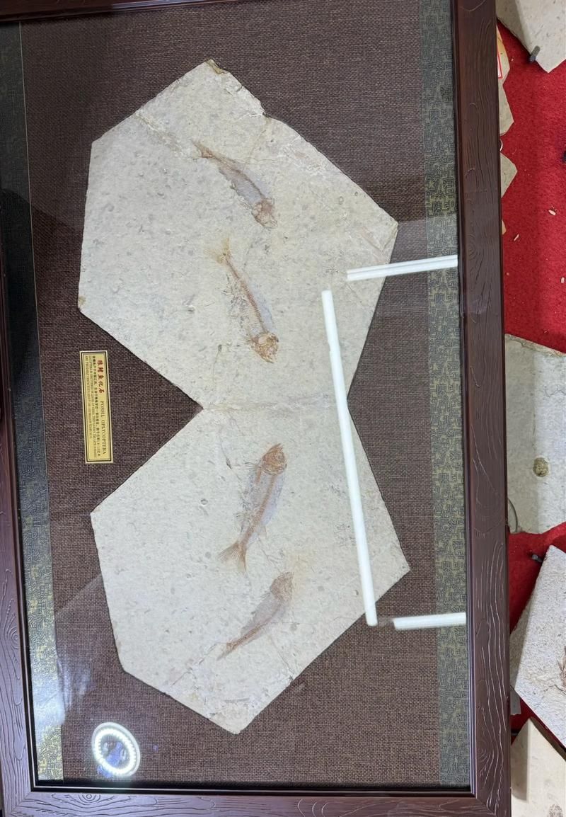 鷹手營子礦龍魚的特征是什么？，“鷹手營子礦龍魚”是什么魚？