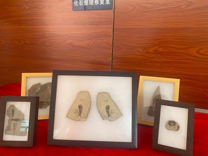鷹手營子礦龍魚的特征是什么？，“鷹手營子礦龍魚”是什么魚？
