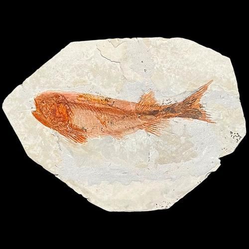 鷹手營子礦龍魚的特征是什么？，“鷹手營子礦龍魚”是什么魚？