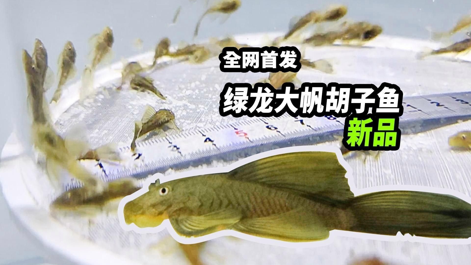 哪些龍魚品種的胡須特別長？，龍魚的胡須特點