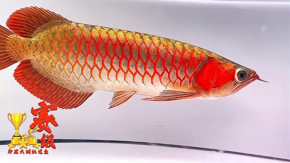 賽級紅龍魚的價格范圍是多少？，賽級紅龍魚有哪些品種賽級紅龍魚的飼養方法