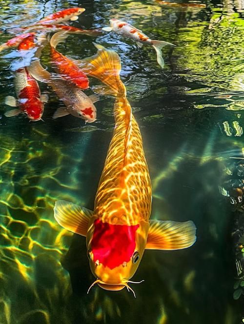 給我一些錦鯉魚的高清圖片，錦鯉魚有哪些品種，如何挑選健康的錦鯉魚，
