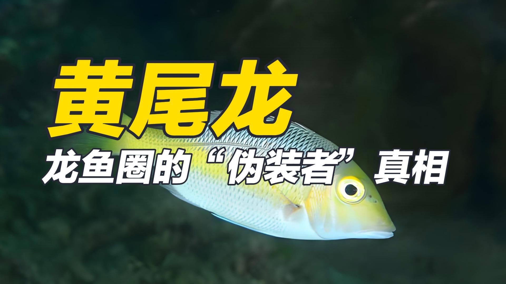 黃尾龍與青龍魚有何區(qū)別，黃尾龍與青龍魚有何區(qū)別？