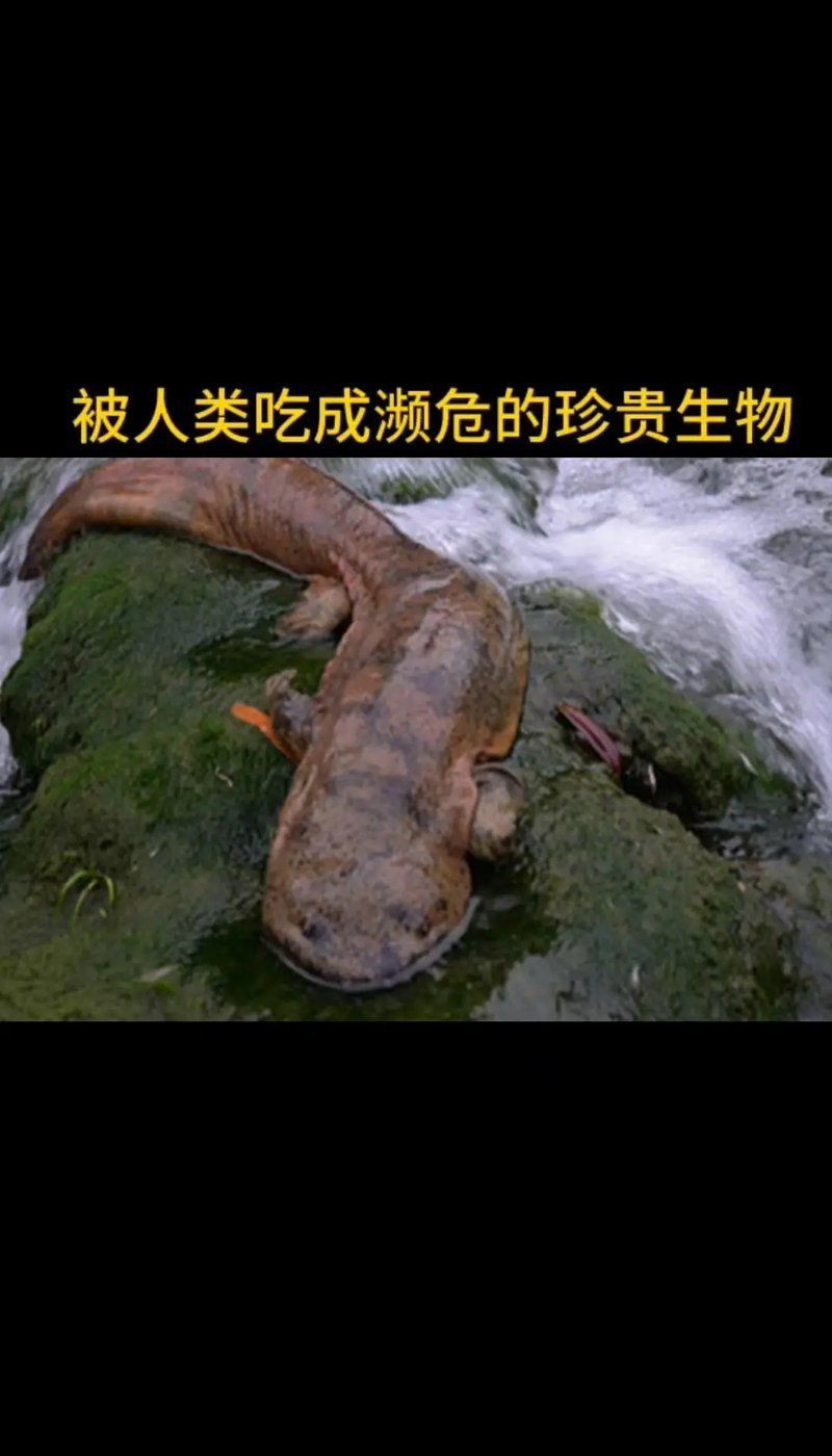大鯢和蠑螈哪個更有趣，大鯢與蠑螈的區別