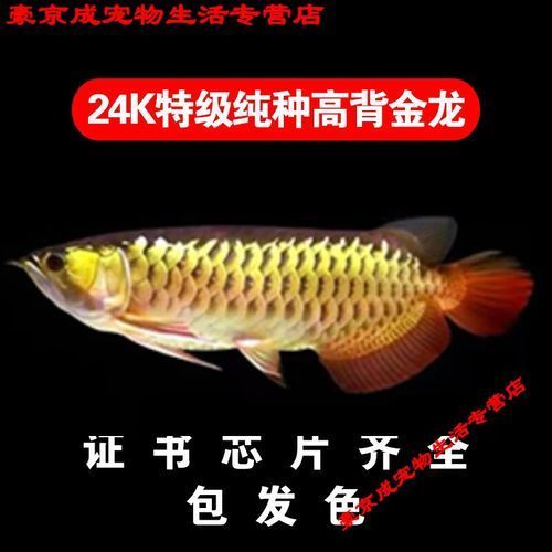 哪些品種的龍魚苗價格最高