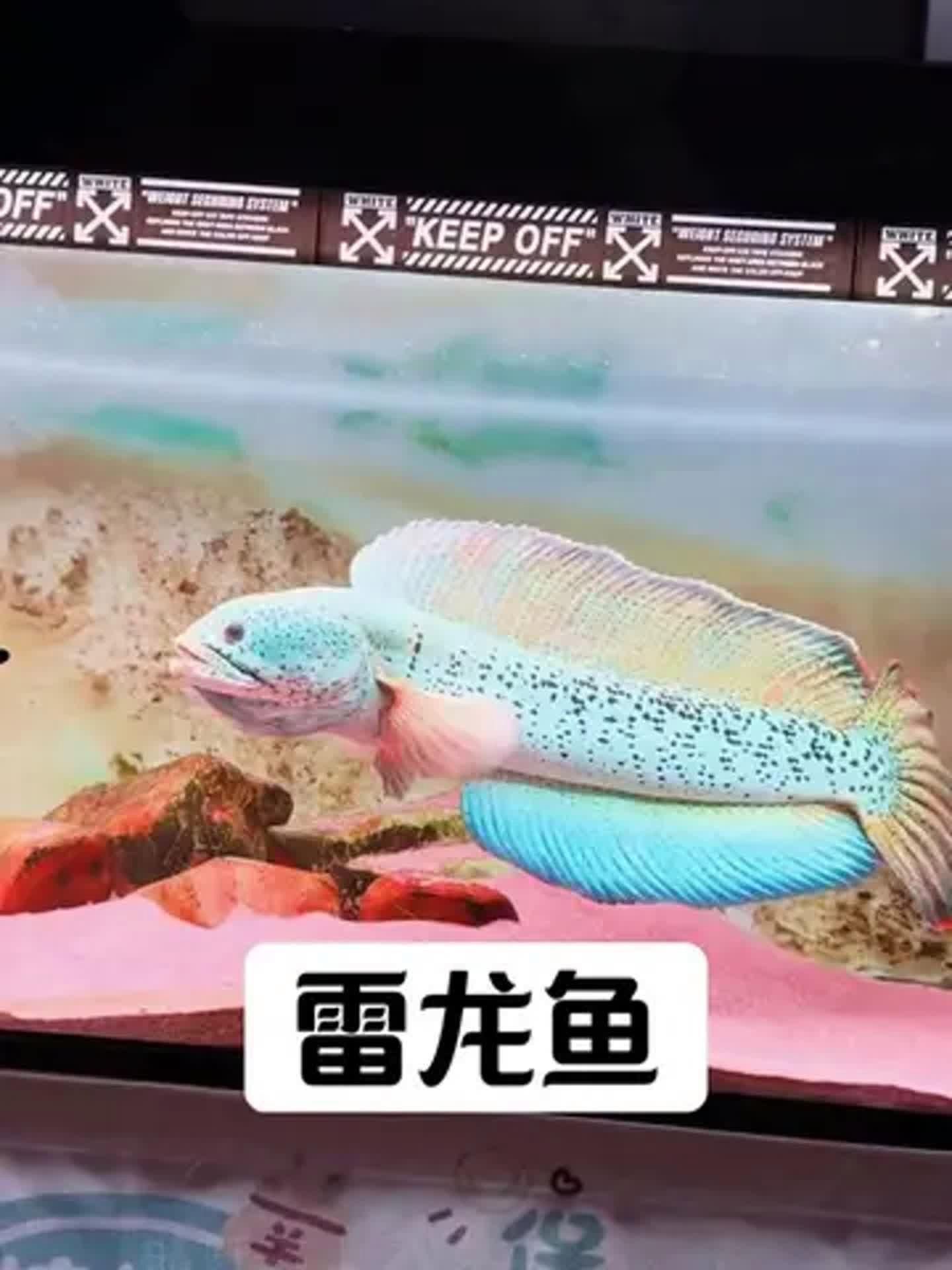 有哪些龍魚品種適合單養？，適合單養的龍魚品種清單，雷龍魚適合單養龍魚品種
