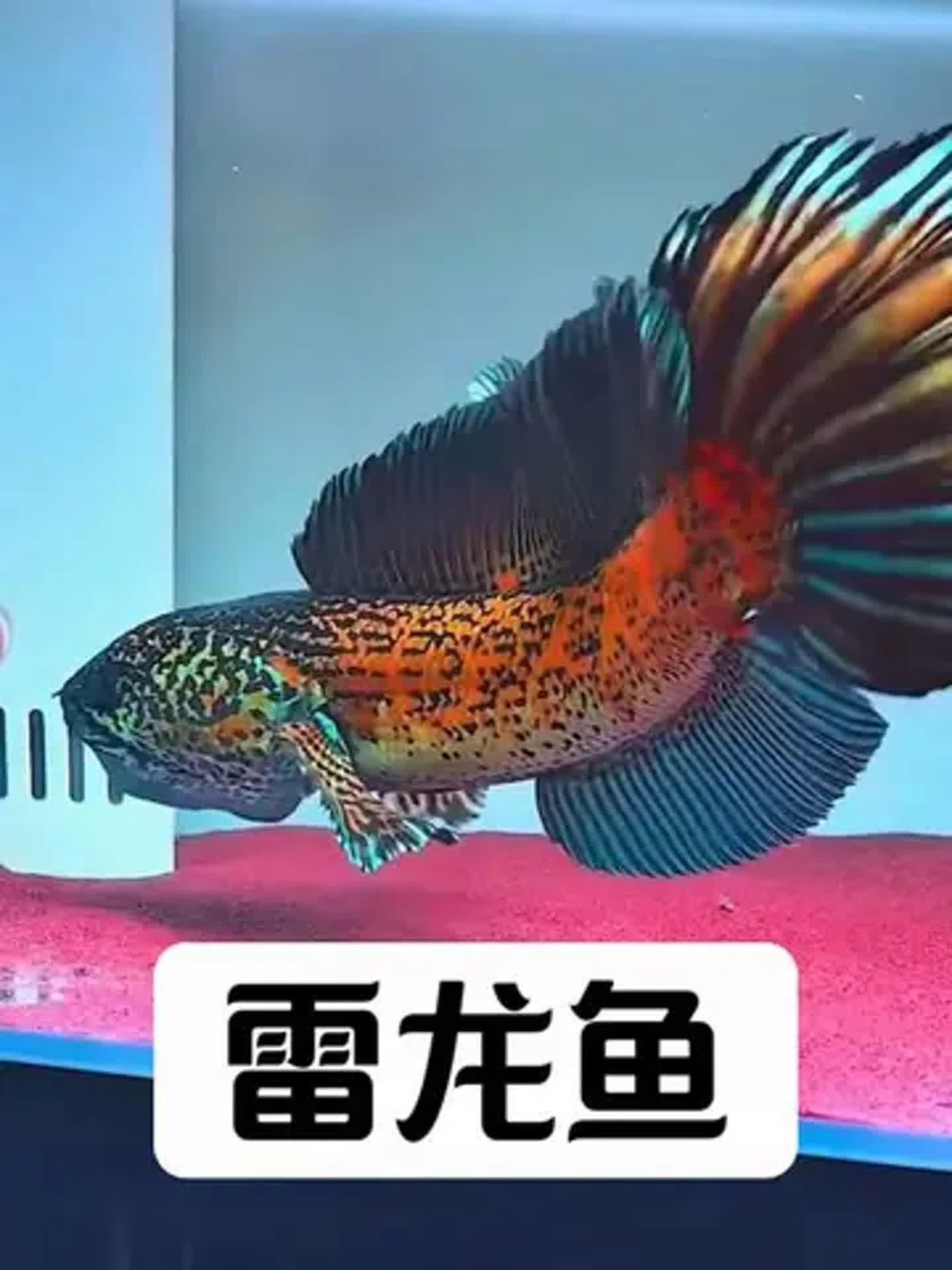 有哪些龍魚品種適合單養？，適合單養的龍魚品種清單，雷龍魚適合單養龍魚品種