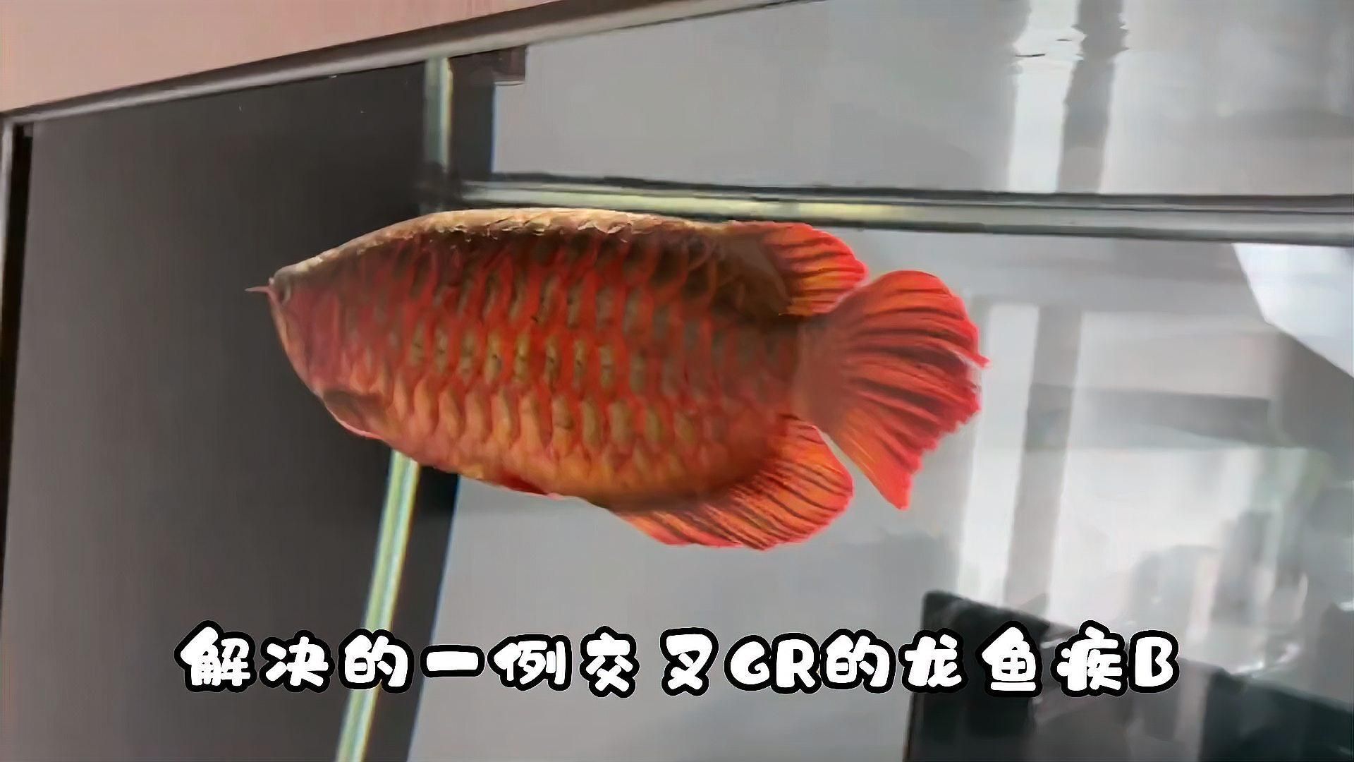 龍魚細(xì)菌交叉感染的死亡率高嗎？，arowanabacterialco-infectionmortality