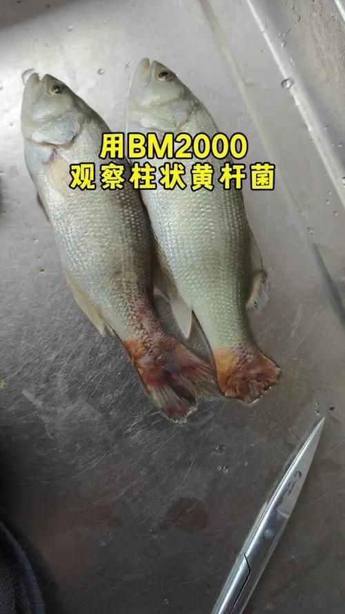 龍魚細(xì)菌交叉感染的死亡率高嗎？，arowanabacterialco-infectionmortality
