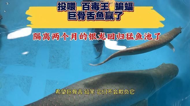 有哪些適合與10cm龍魚苗混養(yǎng)的魚？，適合與10cm龍魚苗混養(yǎng)的魚