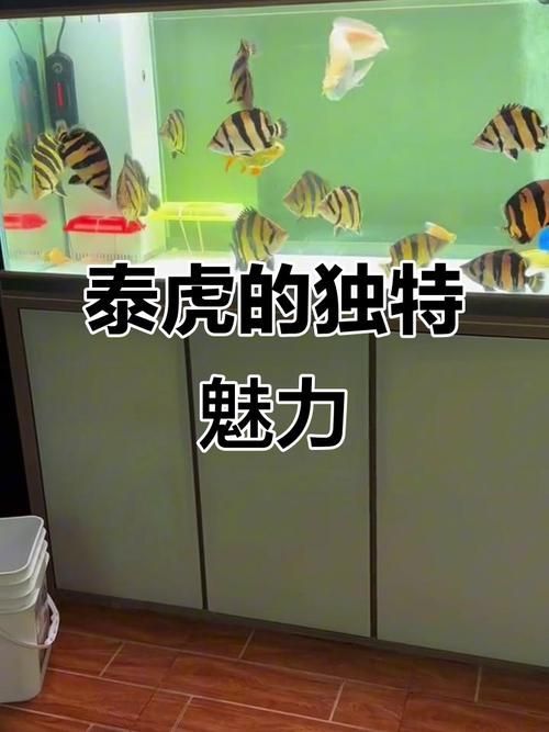 如何設置虎魚的飼養環境