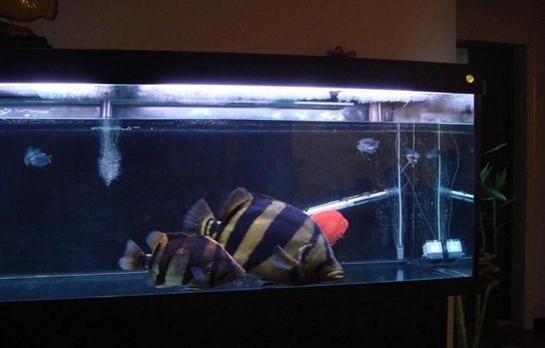 如何設置虎魚的飼養環境
