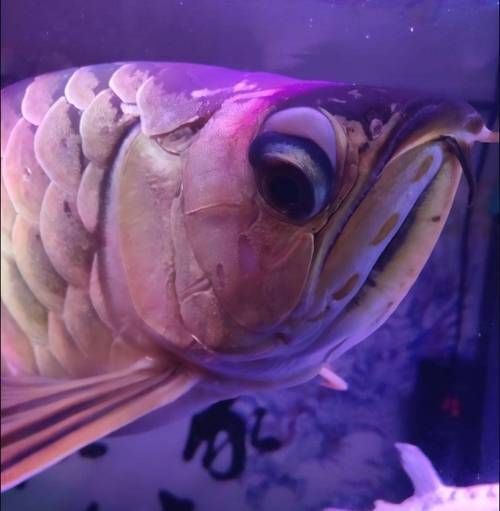 如何判斷化州龍魚是否新鮮？，如何判斷化州龍魚