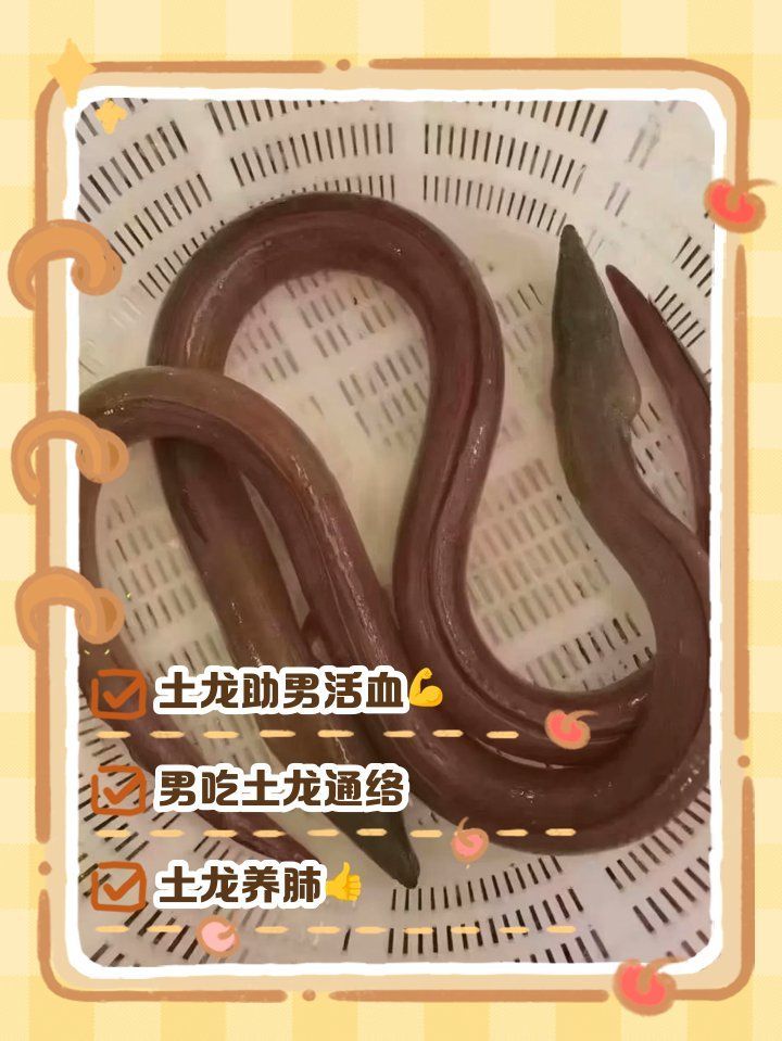 閩南土龍魚有哪些營養價值，閩南土龍魚有哪些營養價值閩南土龍魚有哪些營養價值