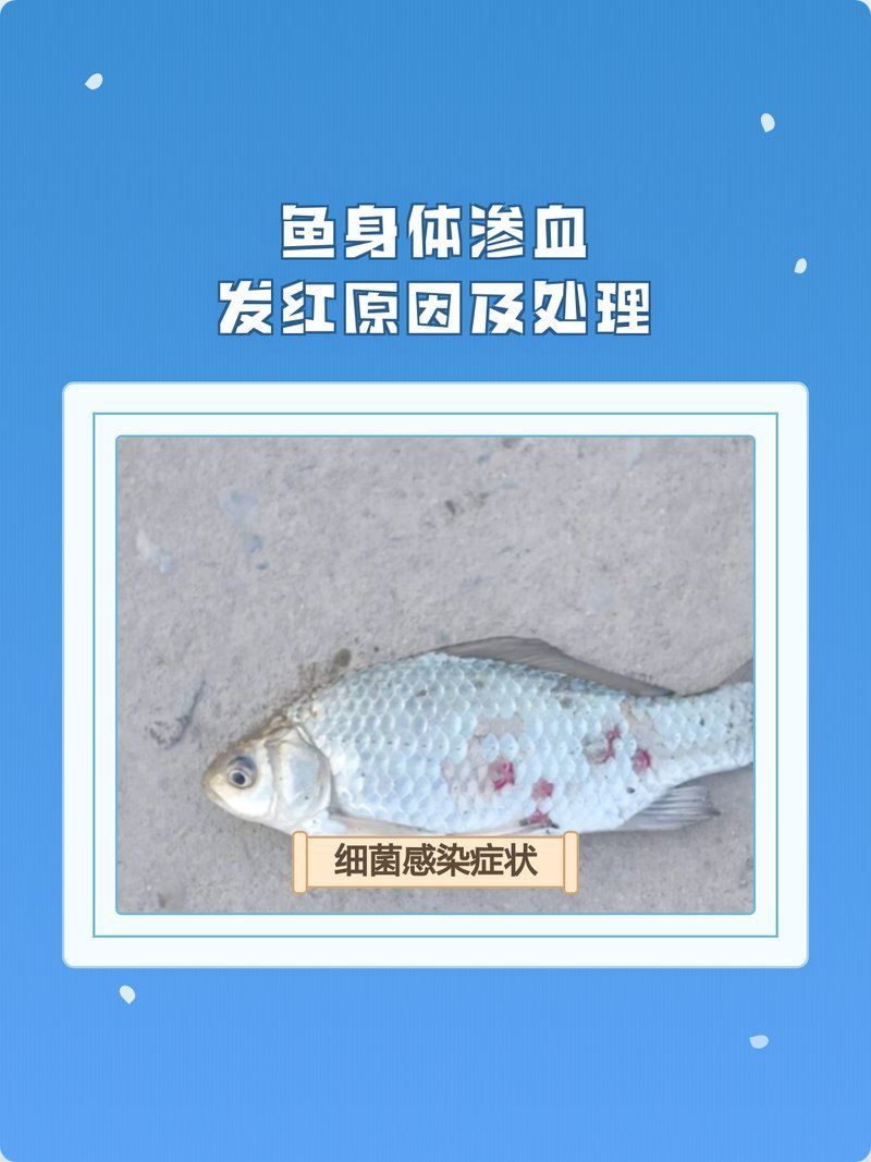 如何預防魚體滲血的發生，arxiv論文助手arxiv論文助手arxiv論文助手