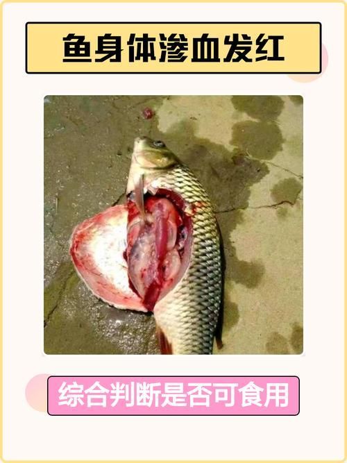 如何預防魚體滲血的發生，arxiv論文助手arxiv論文助手arxiv論文助手