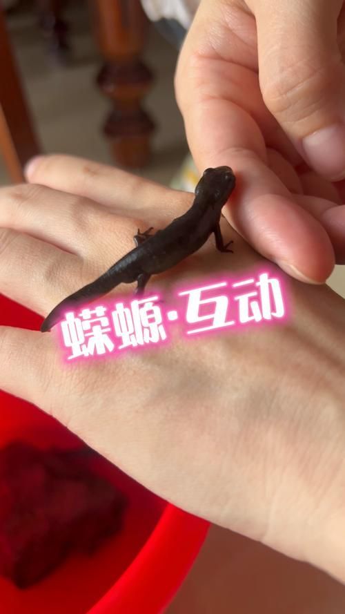 四腳龍魚有哪些品種可以選擇？，四腳龍魚哪個品種最受歡迎蠑螈飼養指南