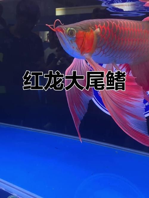 紅龍魚選購技巧