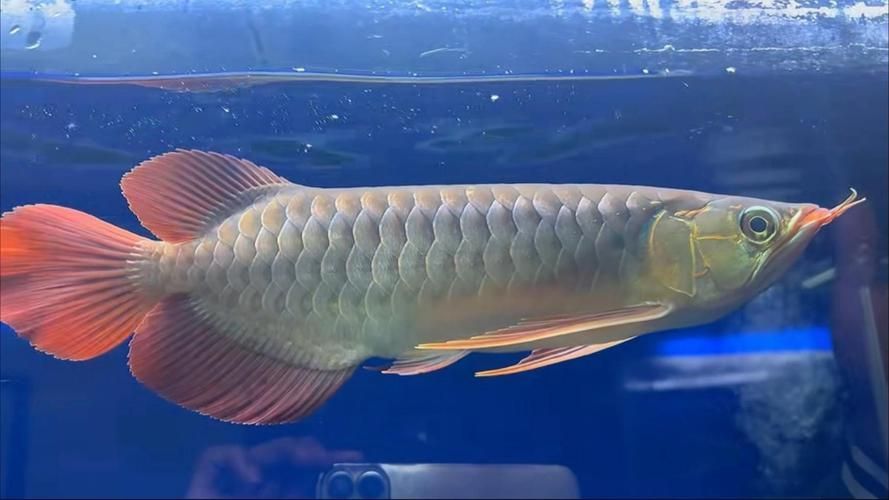 2017年那條標價298萬元的福龍魚是什么品種？，298萬元的“福龍魚”標價298萬元的“福龍魚”是什么品種