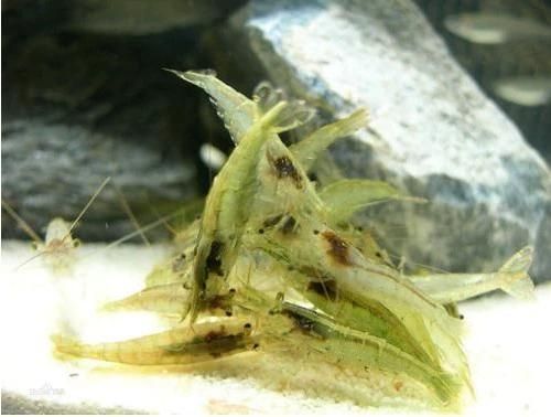 金龍魚日常護理要點