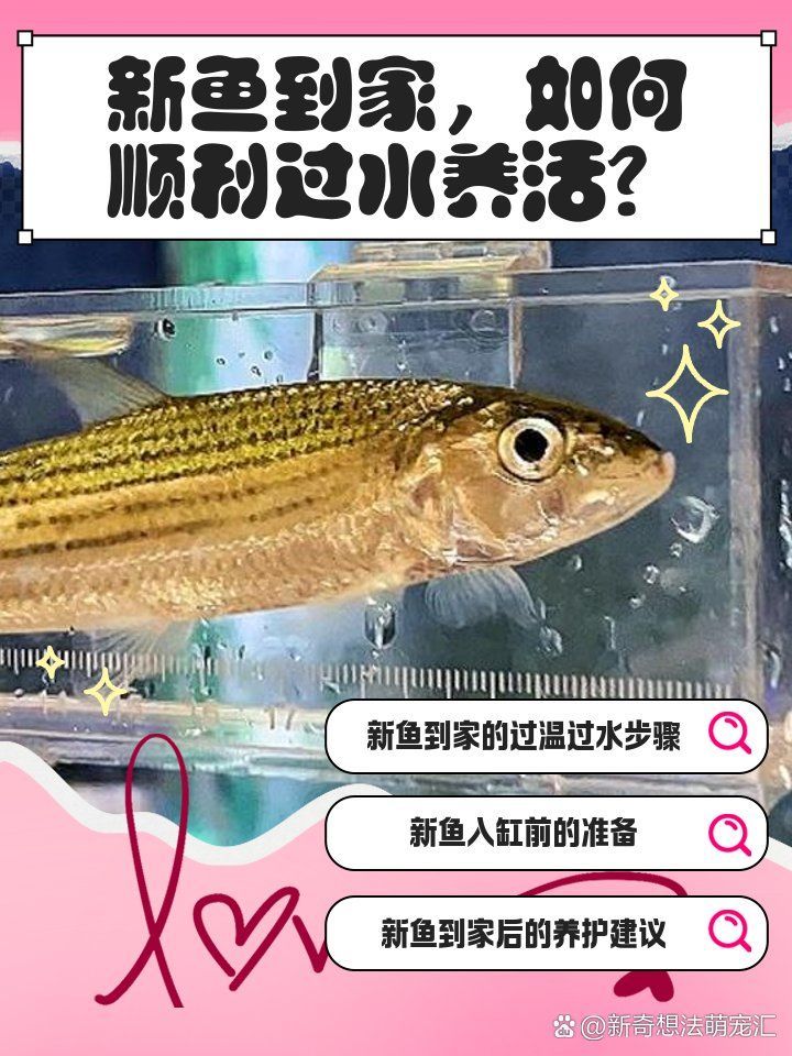 龍魚不適應新環境怎么辦