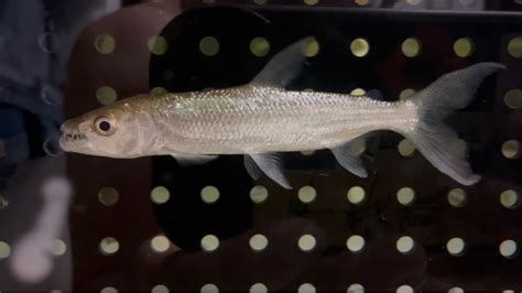 白金猛魚，白金猛魚是水族愛好者眼中的“終極挑戰”是水族愛好者眼中的“終極挑戰”