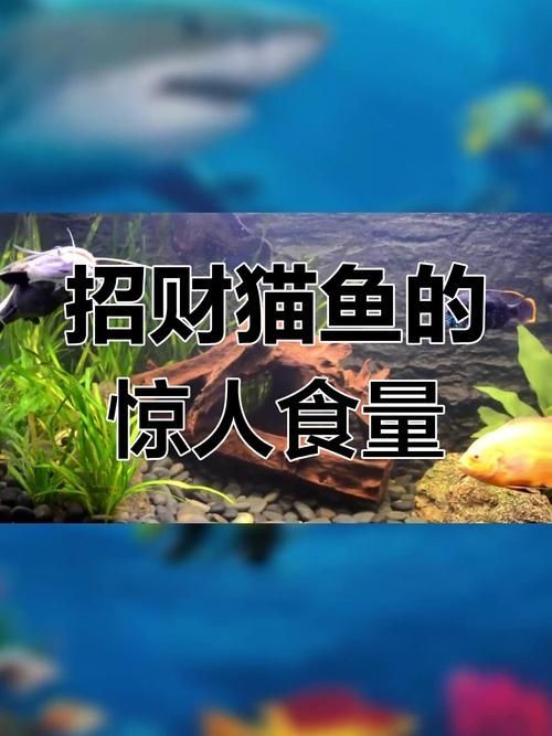 給我一些招財貓魚的圖片，招財貓魚的圖片