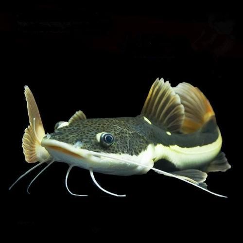 給我一些招財貓魚的圖片，招財貓魚的圖片