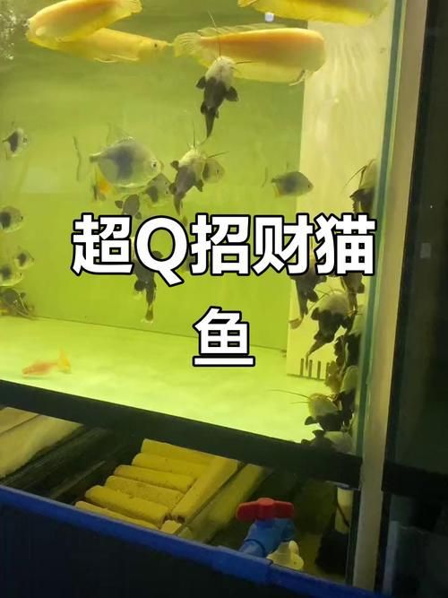 給我一些招財貓魚的圖片，招財貓魚的圖片