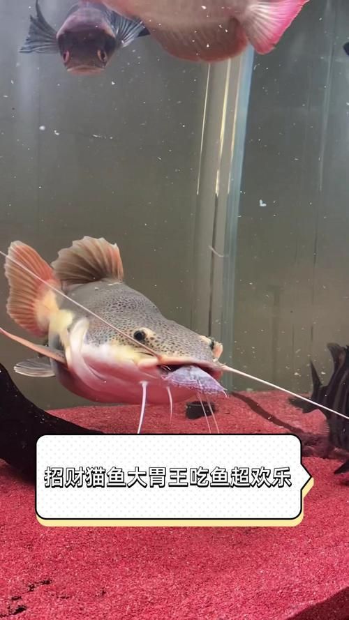 給我一些招財貓魚的圖片，招財貓魚的圖片