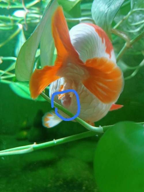 招財魚腸炎如何治療，招財魚腸炎（觀賞魚細菌性腸炎）系統治療方案