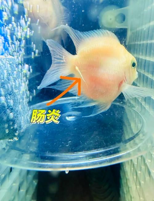 招財魚腸炎如何治療，招財魚腸炎（觀賞魚細菌性腸炎）系統治療方案