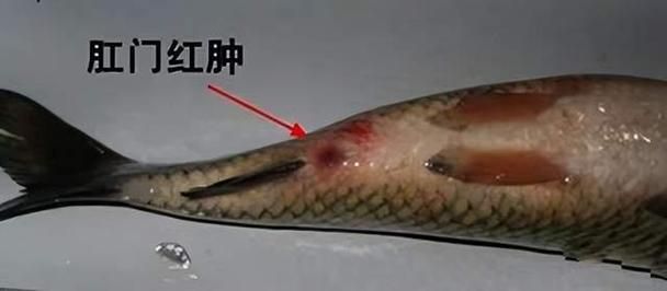 招財魚腸炎如何治療，招財魚腸炎（觀賞魚細菌性腸炎）系統治療方案