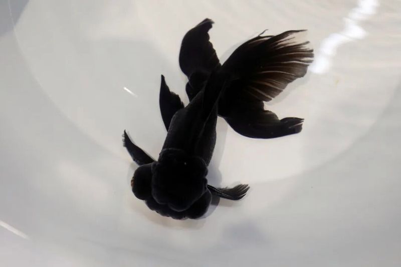 如何判斷金龍魚是否需要升溫，北京冬季金龍魚低溫狀態(tài)與低溫狀態(tài)對比圖