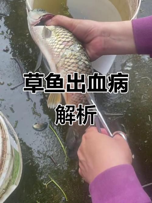 如何預防魚塘魚出現紅血點，如何預防魚塘魚出現紅血點（如草魚、鯉魚、鯉魚、鯉魚、草魚）