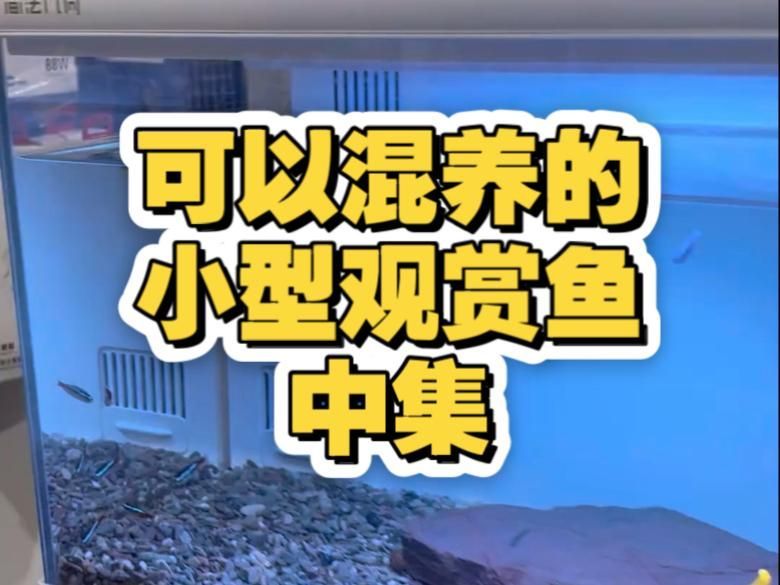 如何選擇合適的混養(yǎng)品種，——新手如何選擇合適的混養(yǎng)品種