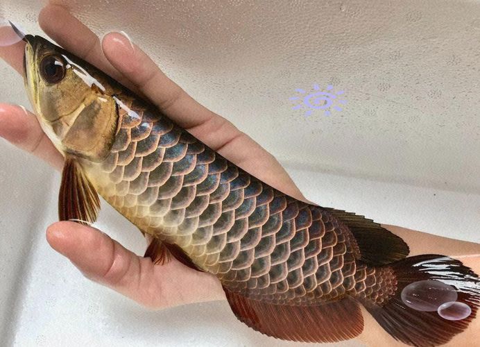 如何挑選20cm的金龍魚，20cm金龍魚如何挑選20cm的金龍魚，如何挑選20cm的金龍魚