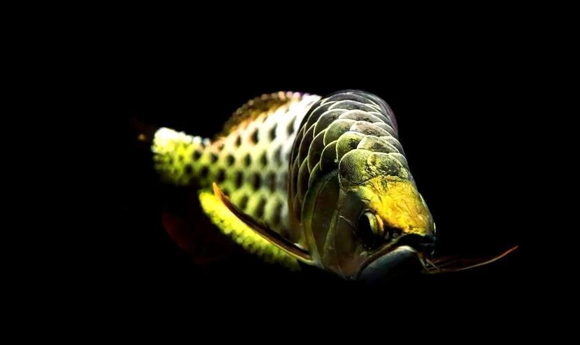 如何挑選20cm的金龍魚，20cm金龍魚如何挑選20cm的金龍魚，如何挑選20cm的金龍魚