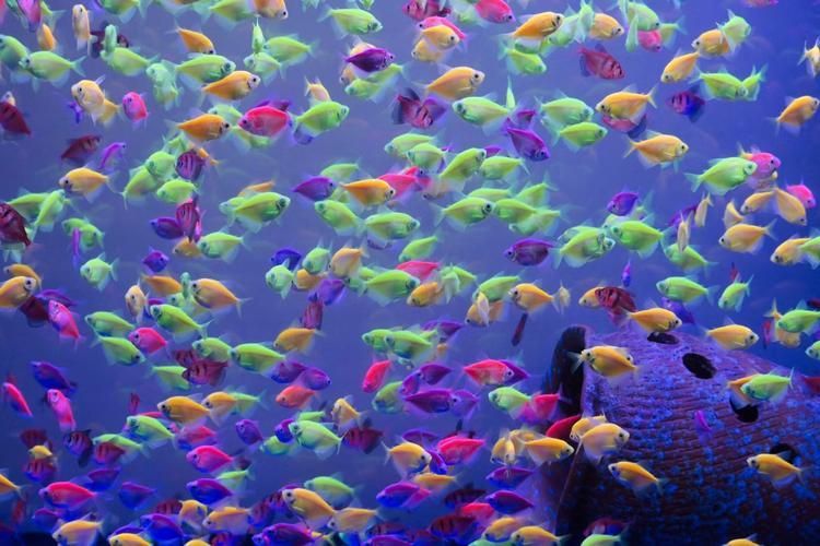 給我一些觀賞魚的圖片，新手養魚清單