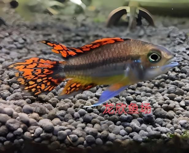 給我一些觀賞魚的圖片，新手養魚清單