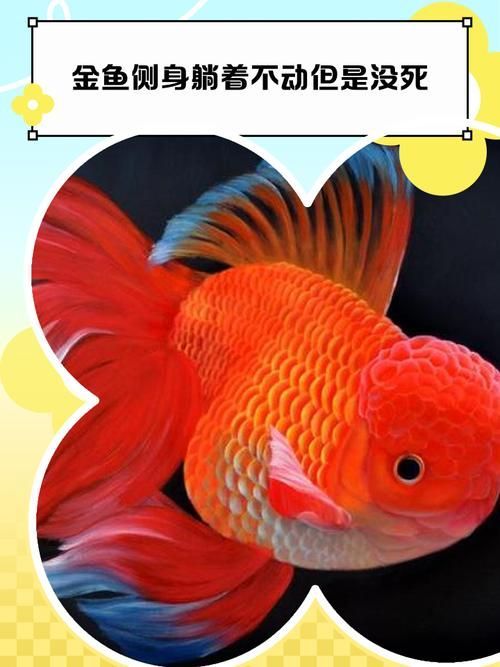 如何預防金魚身上潰爛