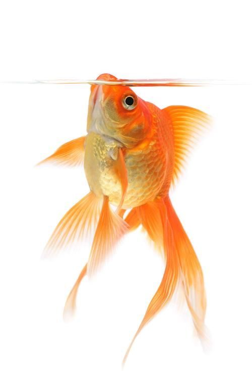 如何預防金魚身上潰爛