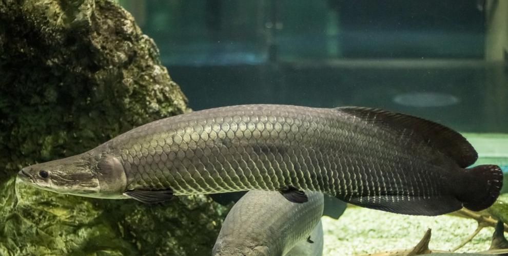 巨骨舌魚有哪些品種，巨骨舌魚屬（arapaima）物種至少有五種