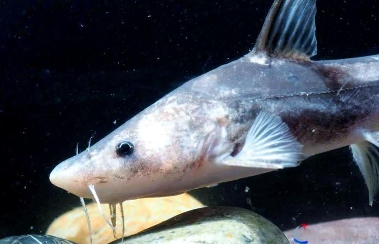 如何區分龍頭魚和江龍魚