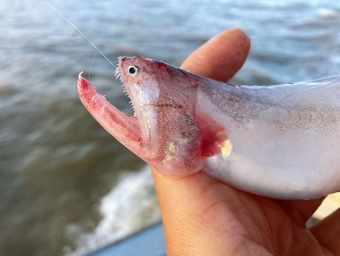 如何區分龍頭魚和江龍魚