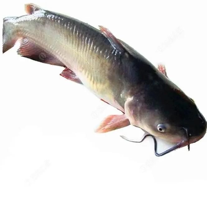 如何區分龍頭魚和江龍魚