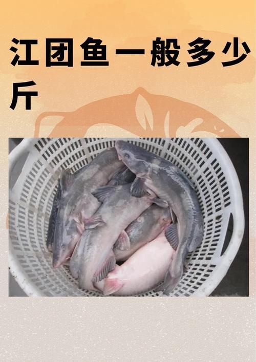 如何區分龍頭魚和江龍魚